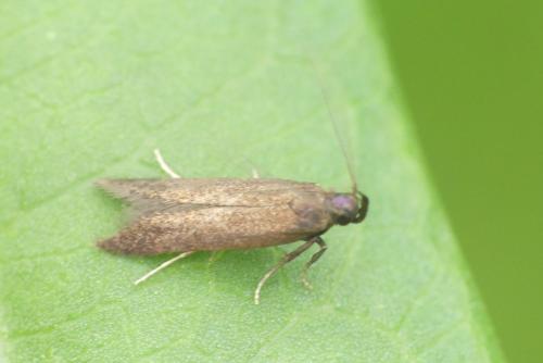 Monochroa tenebrella